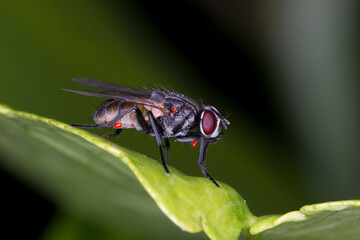 Mosca