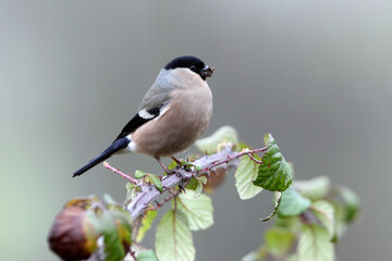 Female of Eurasian bullfinch with the first light of the day , Pyrrhula pyrrhula
