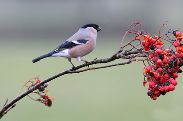 Female of Eurasian bullfinch with the first light of the day , Pyrrhula pyrrhula