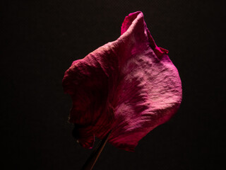 Various angles of rose petals from a set of kaleidoscope roses.
