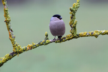 Female of Eurasian bullfinch with the first light of the day , Pyrrhula pyrrhula