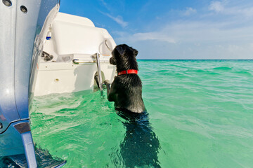 A black dog hangs on a ladder on a boat in shallow tropical waters.