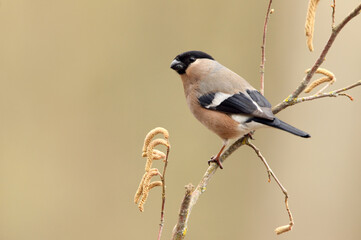 Female of Eurasian bullfinch with the first light of the day , Pyrrhula pyrrhula