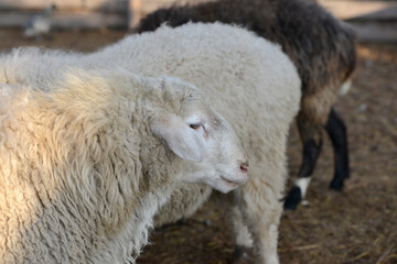 Obraz premium A white sheep grazes on a hedge on a ranch.