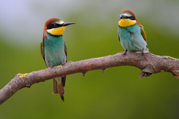 European Bee-Eater - Merops Apiaster on a branch , exotic colorful migratory bird