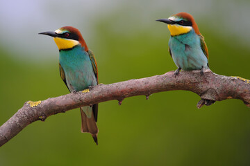 European Bee-Eater - Merops Apiaster on a branch , exotic colorful migratory bird