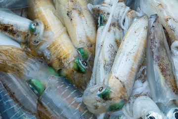 Freshness of squid in close up shot. Dead squid that was fishing from the sea.