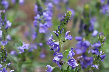lavender flowers in the garden, flower,purple, nature, flowers, lavender, plant, garden, spring, green, blossom, summer, pink, blue, flora, bloom, macro, field, beauty, floral, natural, slovakia