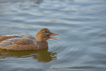 Ducks swim in a pond in a pond, dive under water in a park.