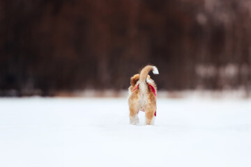 rear view of small border collie puppy walking in winter