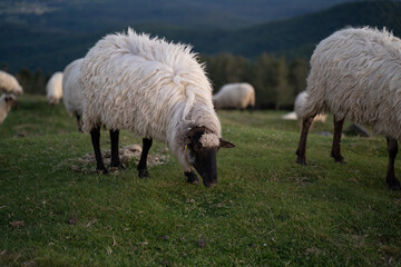 sheeps in the mountains in basque country, spain