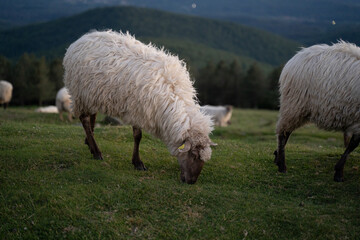 sheeps in the mountains in basque country, spain