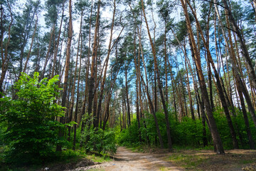 Pine wood, sunny weather, beautiful landscape