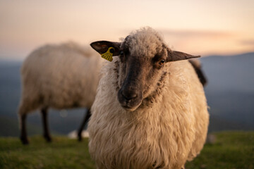 Fototapeta premium sheeps in the mountains in basque country, spain