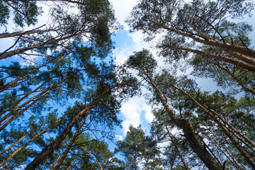View of the top of the trees ad blue sky, sunny weather, beautiful landscape