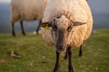 sheeps in the mountains in basque country, spain