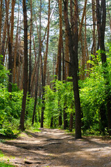 Fototapeta premium Pine wood, sunny weather, beautiful landscape