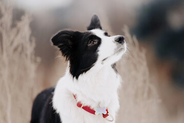 black and white border collie dog portrait close up outdoors