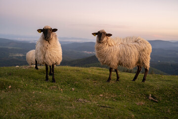 Fototapeta premium sheeps in the mountains in basque country, spain