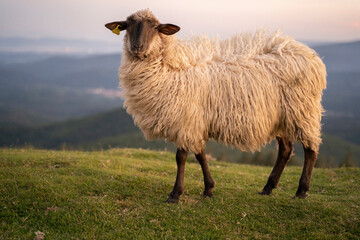 Fototapeta premium sheeps in the mountains in basque country, spain