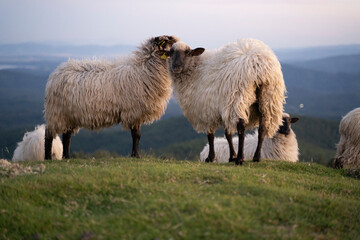 sheeps in the mountains in basque country, spain