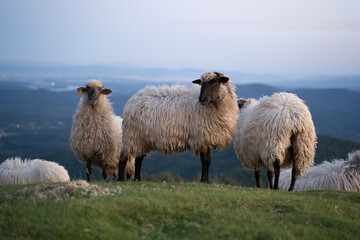 Obraz premium sheeps in the mountains in basque country, spain