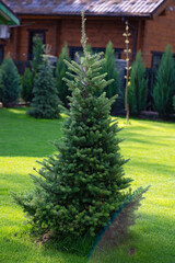 Beautiful young evergreen spruce Christmas tree in the home garden on the lawn. Landscaping.