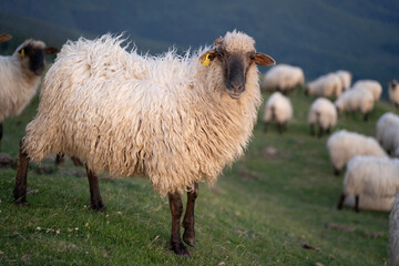 sheeps in the mountains in basque country, spain