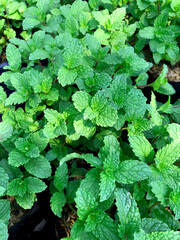 Fresh raw mint leaves at vegetable garden. Green plant for background