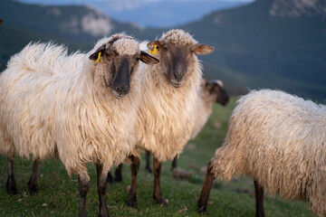 sheeps in the mountains in basque country, spain