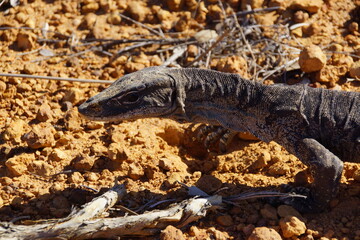 Head and neck of Rosenberg´s monitor, Varanus rosenbergi, large goanna in its natural habitat in Western Australia, lateral view
