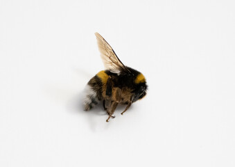 bee in white background