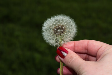 Dandelion in a woman's hand on a green background. Fluffy dandelion seeds.
