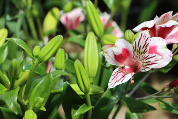 Beautiful peruvian lily or Alstroemeria flowers, lily of the Incas, flowering plants in Sikkim India, tourist attraction