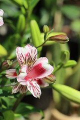 Beautiful peruvian lily or Alstroemeria flowers, lily of the Incas, flowering plants in Sikkim India, tourist attraction