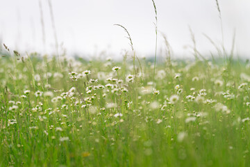 Flower field with beautiful daisies, Volgermeerpolder Amsterdam protected nature area, travel location, Dutch wildlife, beautiful flowers, blue sky in the background, garbage disturbance,