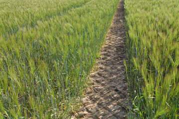  view on dirt path crossing a wheat growing in a field
