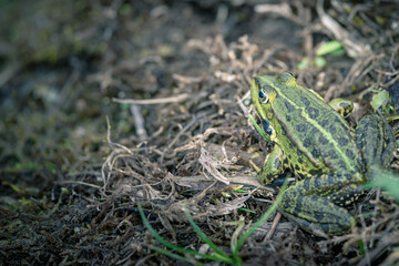 A large green frog sits by the waterfront, protected nature area, travel location, Dutch wildlife, Volgermeerpolder Amsterdam