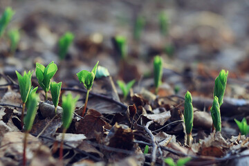 spring bokeh abstract blurred background, sun glare background