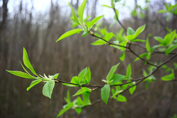branches of young green leaves and buds, seasonal background, april march landscape in the forest
