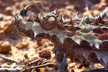 Camouflaged Thorny devil, Moloch horridus, ant-eating lizard in Western Australia, lateral view