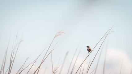 Bluethroat sits on a reed, Volgermeerpolder Amsterdam protected nature area, travel location, Dutch wildlife, beautiful little bird, blue sky in the background, Gifbelt, Sawa