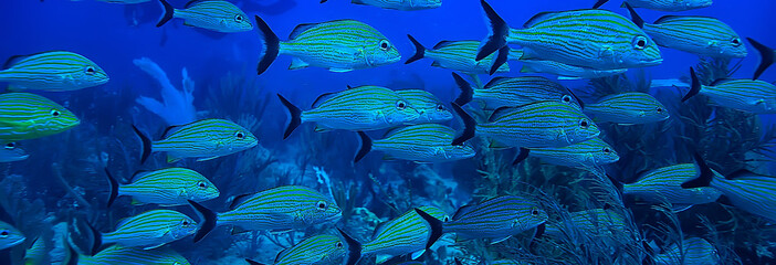 school of fish underwater photo, Gulf of Mexico, Cancun, bio fishing resources