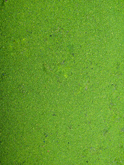 Manto natural de plantas sobre estanque de agua en la naturaleza