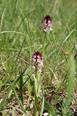 Fototapeta premium Knabenkraut im Taubergießen, Orchidee wild
