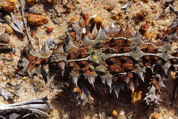 Camouflaged Thorny devil, Moloch horridus, ant-eating lizard in Western Australia, view from above
