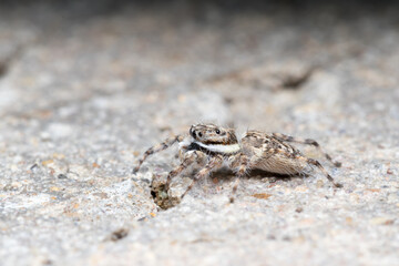 Spider on the cement ground