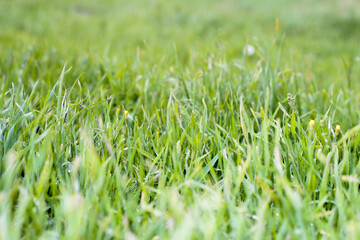 Green grass. Background with grass. Lots of thin grass.