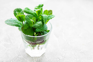 Bundle of fresh organic mint twigs