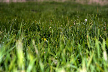 Green grass. Background with grass. Lots of thin grass.